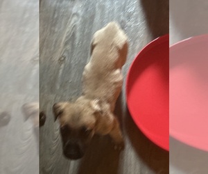German Shepherd Dog-Mastiff Mix Puppy for sale in WESTMINSTER, MA, USA
