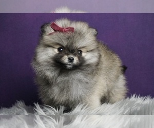 Pomeranian Puppy for Sale in WARSAW, Indiana USA