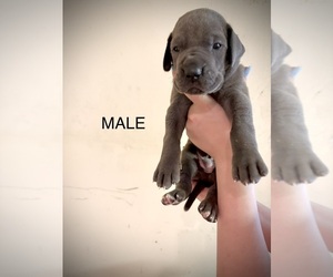 Medium Great Dane