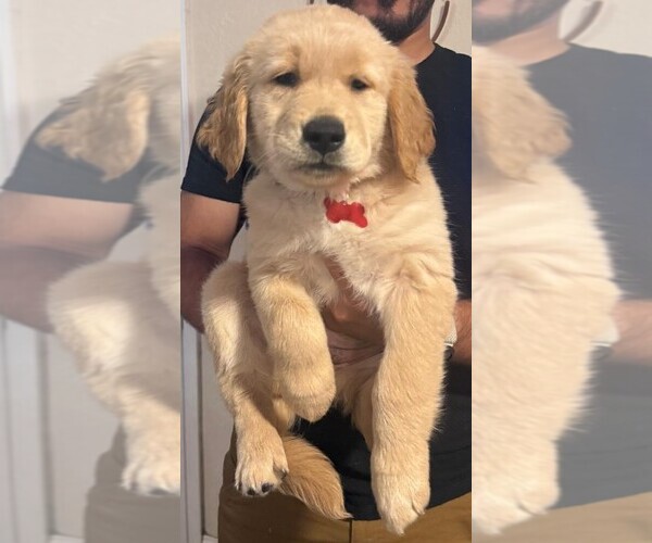 Medium Photo #6 Golden Retriever Puppy For Sale in KISSIMMEE, FL, USA