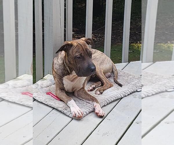 Medium Photo #14 Chinese Shar-Pei-Unknown Mix Puppy For Sale in Holly Springs, NC, USA