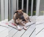 Small #13 Chinese Shar-Pei Mix