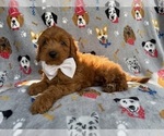 Small #7 Cavapoo (Miniature)