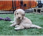 Small Photo #4 Cockapoo Puppy For Sale in PIONEER, CA, USA