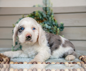 Cocker Spaniel Litter for sale in SEAMAN, OH, USA