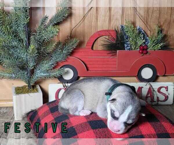 Medium Photo #3 Siberian Husky Puppy For Sale in MIAMI, OK, USA