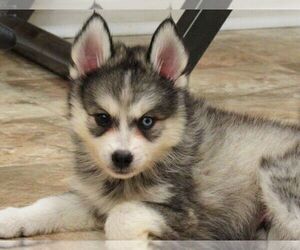 Pomsky Puppy for sale in SEBRING, FL, USA