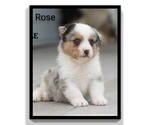 Small #7 Aussie-Corgi