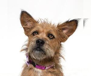 Mutt Dogs for adoption in Santa Maria, CA, USA