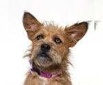 Small Mutt