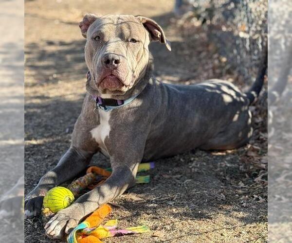 Medium Photo #2 Chinese Shar-Pei-Unknown Mix Puppy For Sale in Aurora, CO, USA