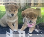 Small Shiba Inu