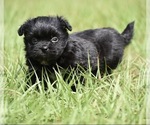 Small #1 Shih Aussie