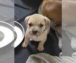 Small #3 American Pit Bull Terrier-Bulldog Mix