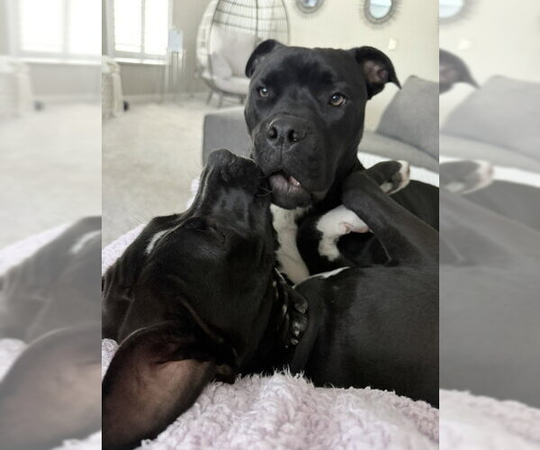 Medium Photo #4 American Bulldog-Unknown Mix Puppy For Sale in Sanford, FL, USA