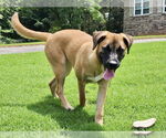 Small #6 Black Mouth Cur Mix