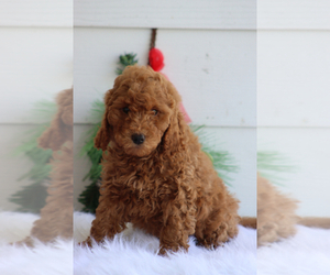 Goldendoodle Puppy for sale in ITASCA, TX, USA