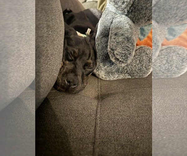 Medium Photo #2 Boxer-Unknown Mix Puppy For Sale in Duluth, MN, USA