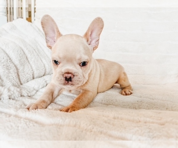 Medium Photo #2 French Bulldog Puppy For Sale in RIO RANCHO, NM, USA