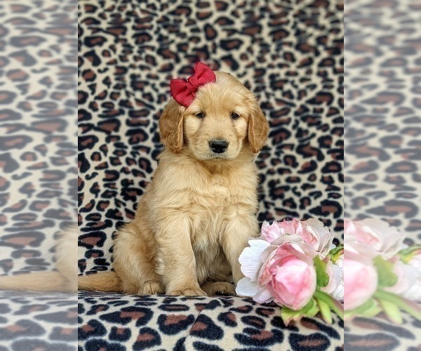 Medium Photo #4 Golden Retriever Puppy For Sale in KIRKWOOD, PA, USA