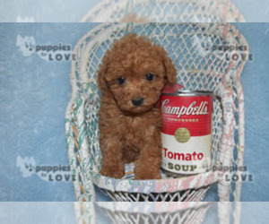 Poodle (Toy) Puppy for sale in SANGER, TX, USA