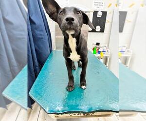 Labrador Retriever-Unknown Mix Dogs for adoption in Mobile, AL, USA