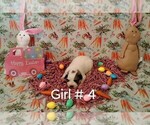 Small #4 Great Pyrenees