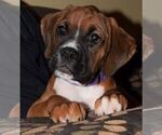 Small Photo #8 Boxer Puppy For Sale in HUMBOLDT, NE, USA