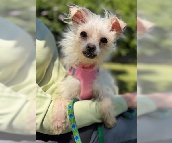 Medium Photo #3 Maltese-Unknown Mix Puppy For Sale in Ventura, CA, USA