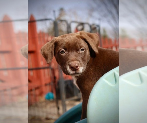 Medium Photo #3 American Staffordshire Terrier-Unknown Mix Puppy For Sale in Duluth, MN, USA