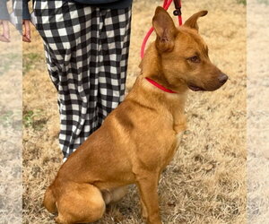 FRANKLIN - Male Unknown-Vizsla Mix Dog for Adoption - Photo #3