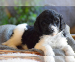 Small Photo #3 Goldendoodle Puppy For Sale in RALEIGH, NC, USA