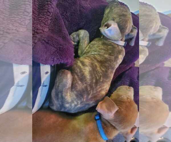 Medium Photo #32 American Pit Bull Terrier-Staffordshire Bull Terrier Mix Puppy For Sale in Shermans Dale, PA, USA