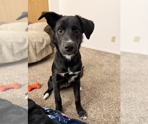 Shollie Puppy for sale in GRASS VALLEY, CA, USA