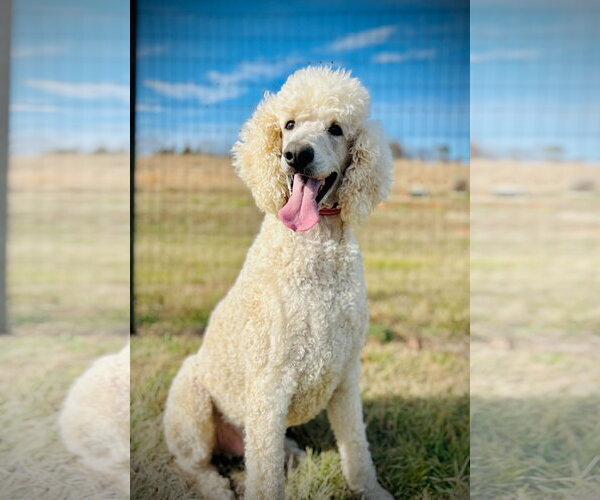 Medium Photo #1 Poodle (Standard) Puppy For Sale in Pacolet, SC, USA