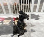 Small Photo #34 Pug Puppy For Sale in TROY, MO, USA