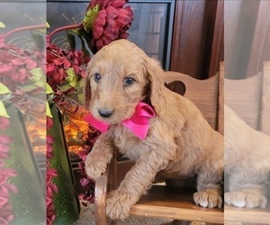 Medium Goldendoodle mix (+ Poodle Standard)