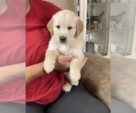 Puppy 1 Golden Retriever