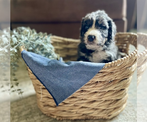 Medium Photo #7 Bernedoodle Puppy For Sale in BUFFALO, MO, USA