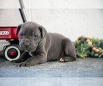 Small #2 Cane Corso