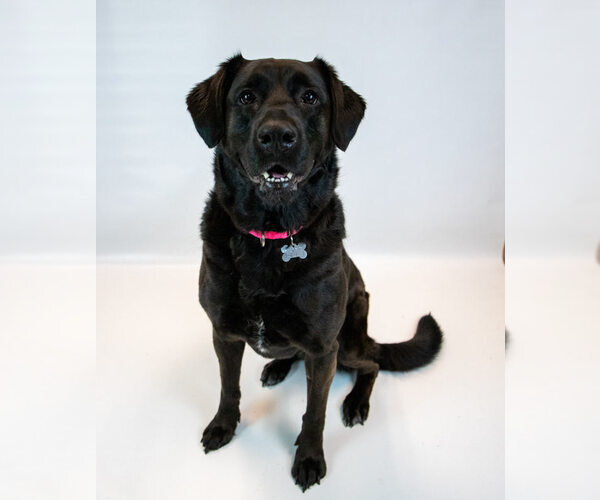 Medium Photo #4 Labrador Retriever-Unknown Mix Puppy For Sale in Kennesaw, GA, USA