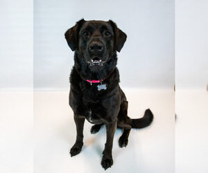 Abbey - Female Labrador Retriever-Unknown Mix Dog for Adoption - Photo #4