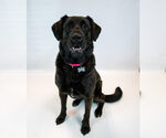 Small Photo #4 Labrador Retriever-Unknown Mix Puppy For Sale in Kennesaw, GA, USA