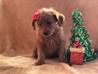 Small Photo #3 Labradoodle-Poodle (Miniature) Mix Puppy For Sale in CEDAR LANE, PA, USA