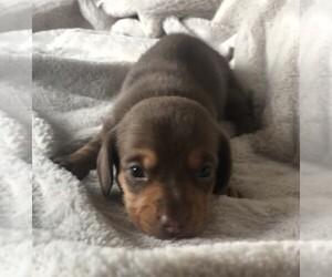 Dachshund Puppy for sale in GREENSBURG, PA, USA