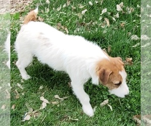 Father of the Parson Russell Terrier puppies born on 03/22/2024