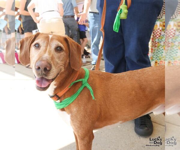 Medium Photo #2 Mutt Puppy For Sale in Washington, DC, USA