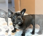 Small Photo #4 French Bulldog Puppy For Sale in RIALTO, CA, USA