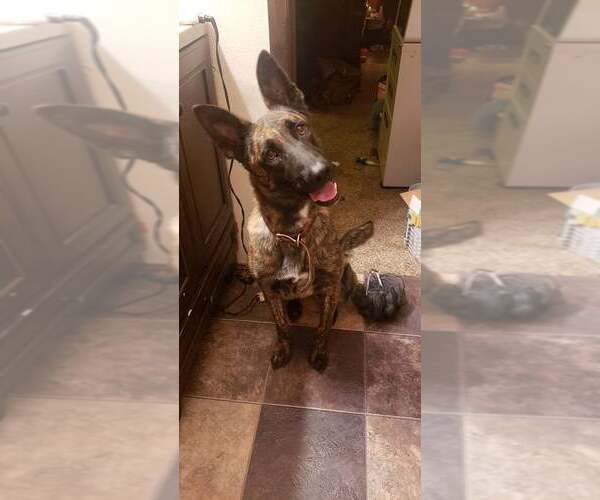 Medium Photo #1 Dutch Shepherd -Unknown Mix Puppy For Sale in Imlay City, MI, USA