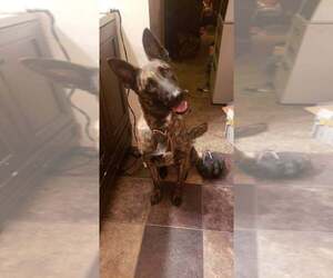 Dutch Shepherd -Unknown Mix Dogs for adoption in Imlay City, MI, USA